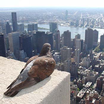 New York City pigeon