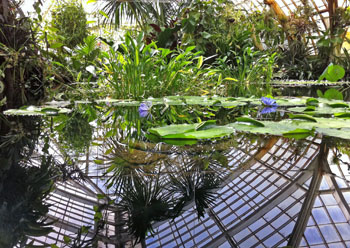 Aquatic Plants room Conservatory of Flowers
